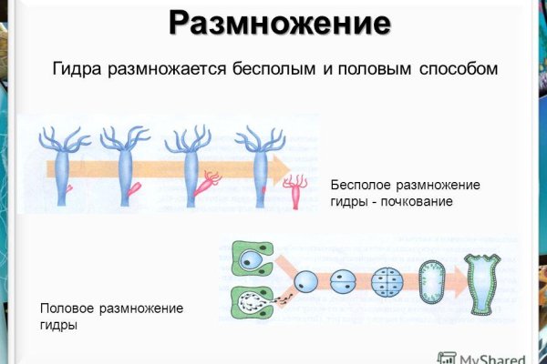 Hydra маркетплейс